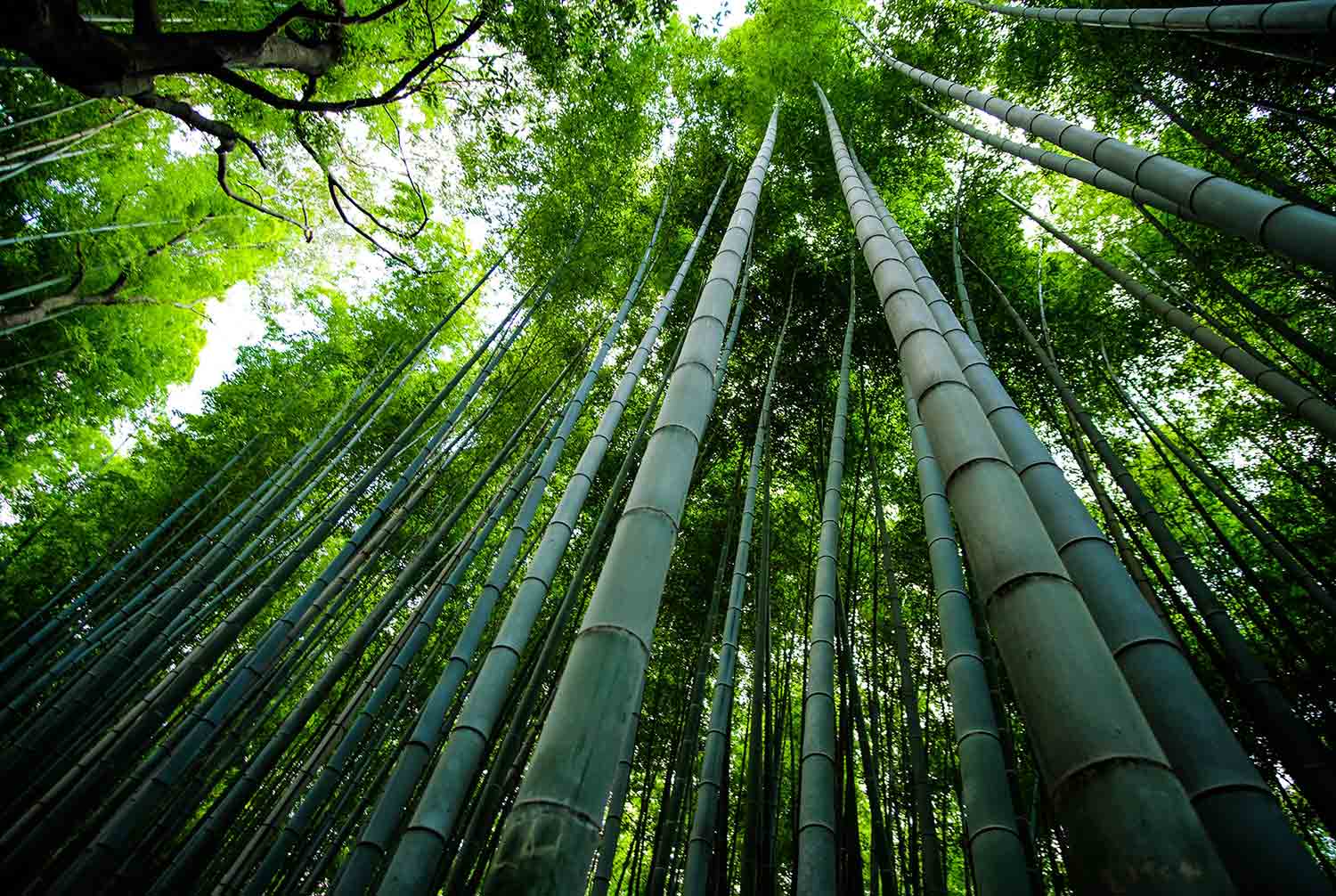 What are bamboo’s effects on the environment?